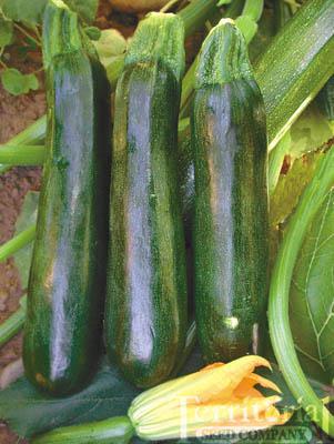 Black Beauty Squash