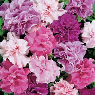 Petunia Double Cascade Hybrid Mix