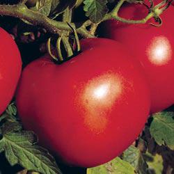 Jet Star Hybrid Tomato