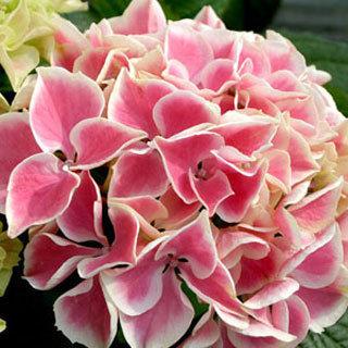 Hydrangea amp; Hydrangea reviews  SeedRatings.com