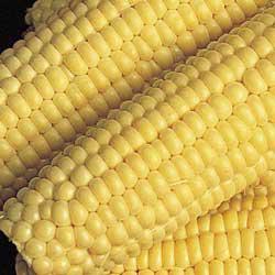 Bodacious (se) Sweet Corn