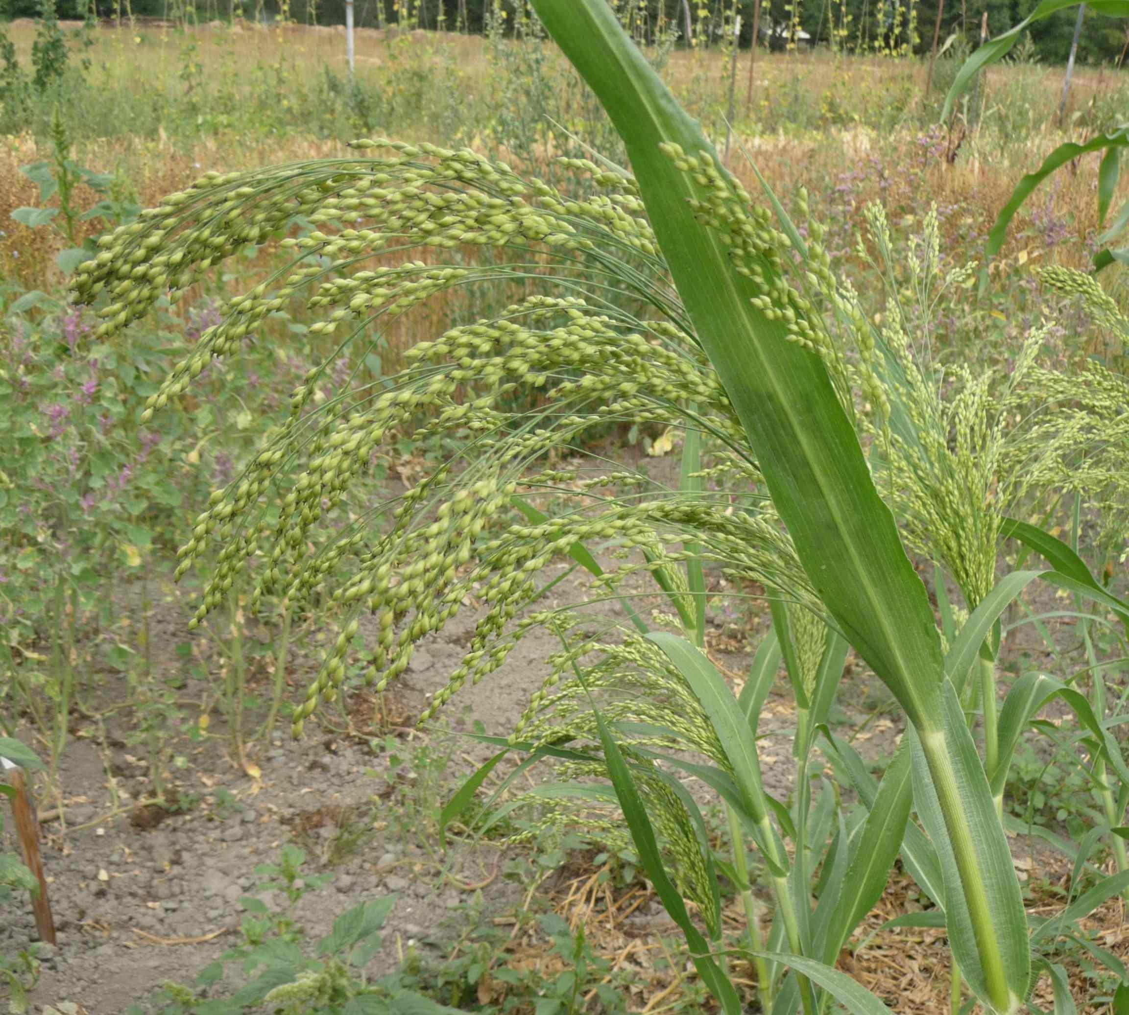 millet proso reviews seedratings com millet proso reviews seedratings com
