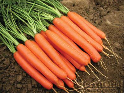 amarillo carrot