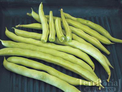 Blue Lake Pole Bean