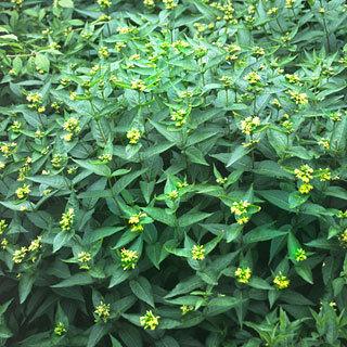 Butterfly Bush Honeysuckle Shrub