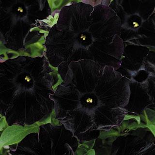 petunia petunia reviews seedratings com petunia petunia reviews seedratings com
