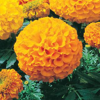 Marigold Antigua Yellow